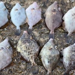 淡路島観光ホテルでタチウオ、ケンサキイカ、カワハギ